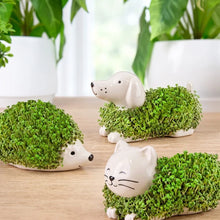 Load image into Gallery viewer, Assorted Mini Chia Planter