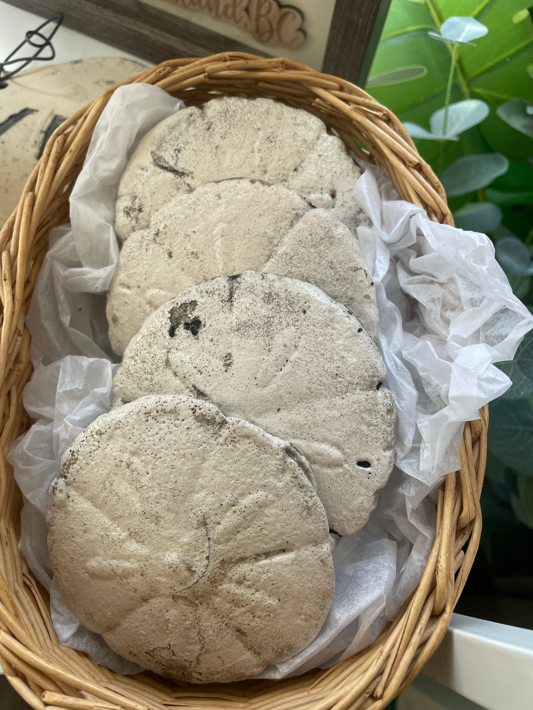 Pottery Sand Dollars