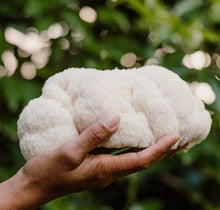 Load image into Gallery viewer, Foragers Galley Grow-At-Home Kit - Lion&#39;s Mane Mushroom
