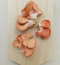 Load image into Gallery viewer, Foragers Galley Grow-At-Home Kit - Pink Oyster Mushroom