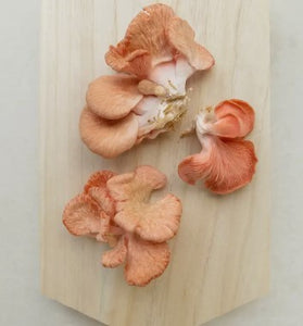 Foragers Galley Grow-At-Home Kit - Pink Oyster Mushroom