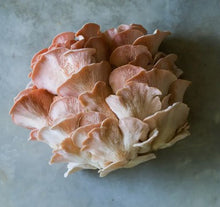 Load image into Gallery viewer, Foragers Galley Grow-At-Home Kit - Pink Oyster Mushroom