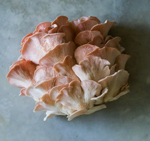Foragers Galley Grow-At-Home Kit - Pink Oyster Mushroom