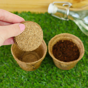 Grow it - Carnivorous Plant