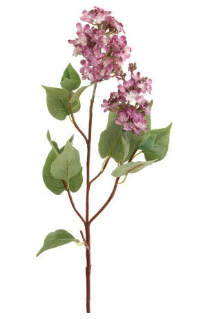Purple Lilacs - Flowers