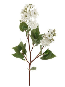 White Lilacs - Flowers