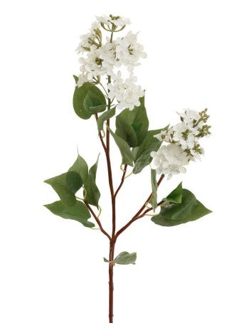 White Lilacs - Flowers