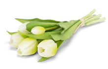 Load image into Gallery viewer, Bella Tulip Bundles - 3 Colors