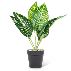 Medium Leaf Plant  27-Botany-018-01
