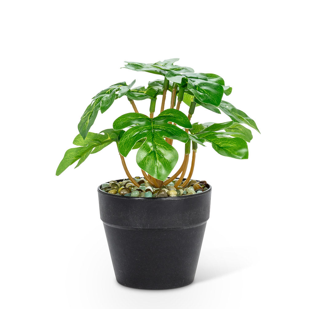 Small Monstera Plant  27-Botany-057-02