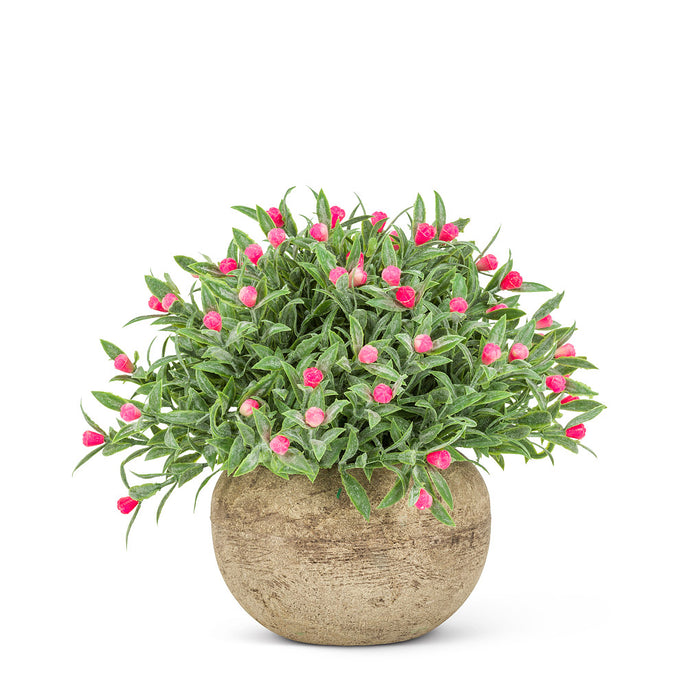 Small Pink Flowering Plant Pot - Abbott