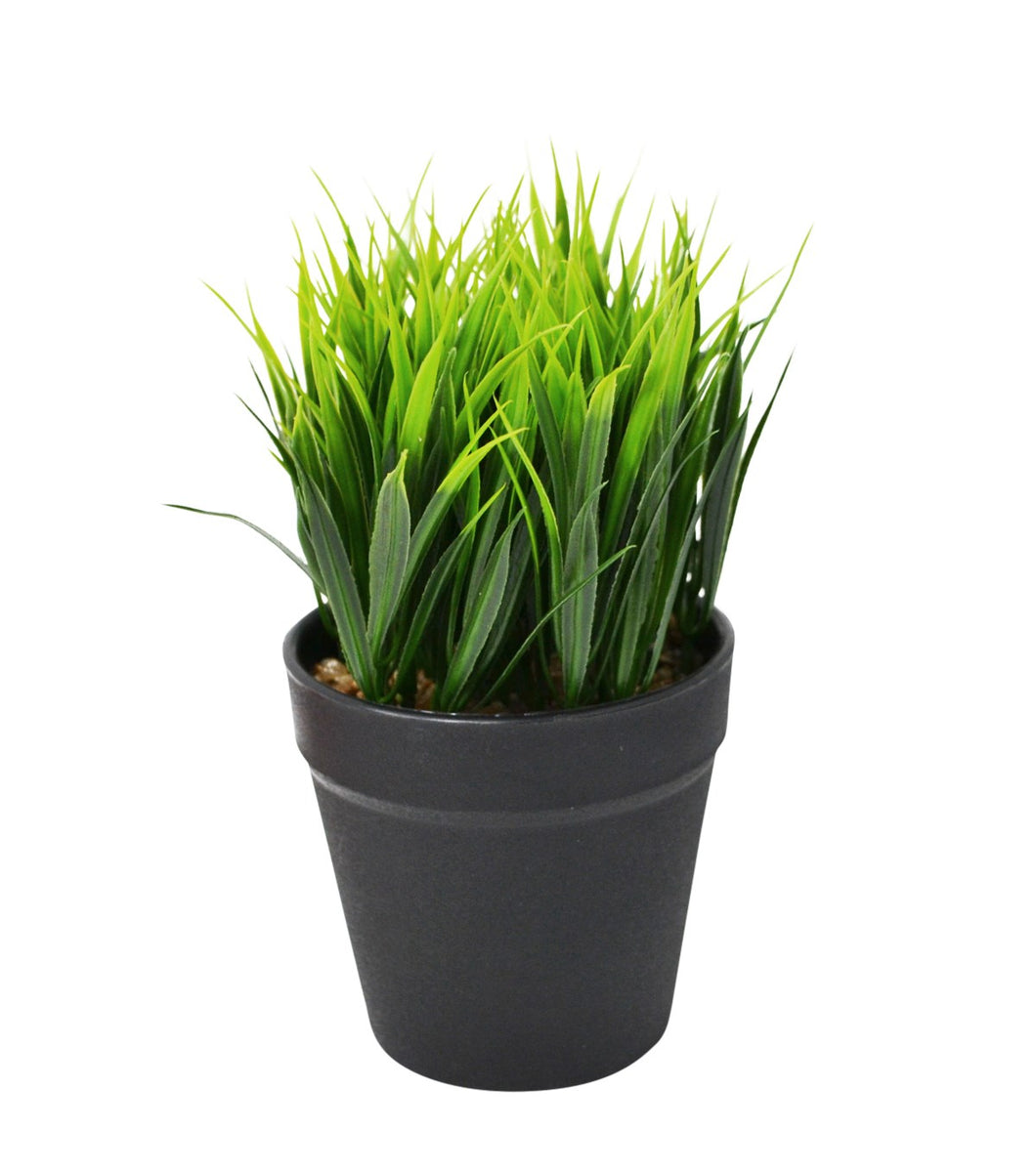 Green Grass in Pot
