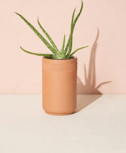 Aloe - Terracotta Kit