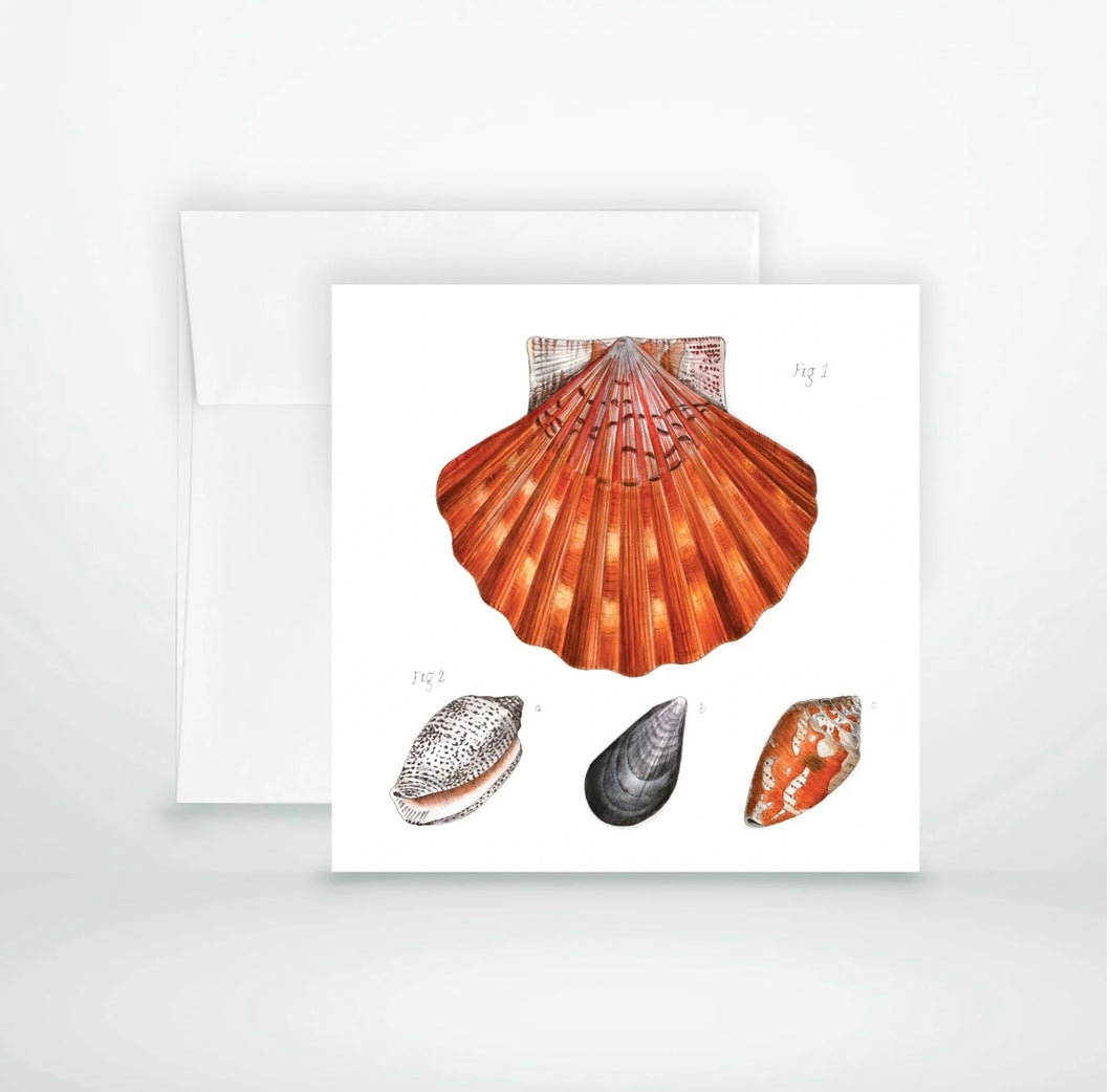 Seashell Greeting Card - Nicola North Art