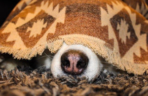 Modest Maverick Tofino Blanket - SANDY