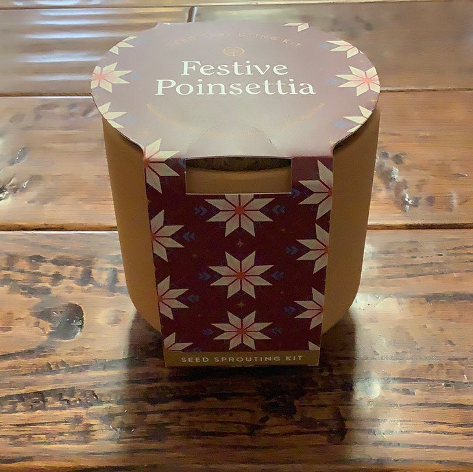 Festive Poinsettia - Tiny Terracotta Kit